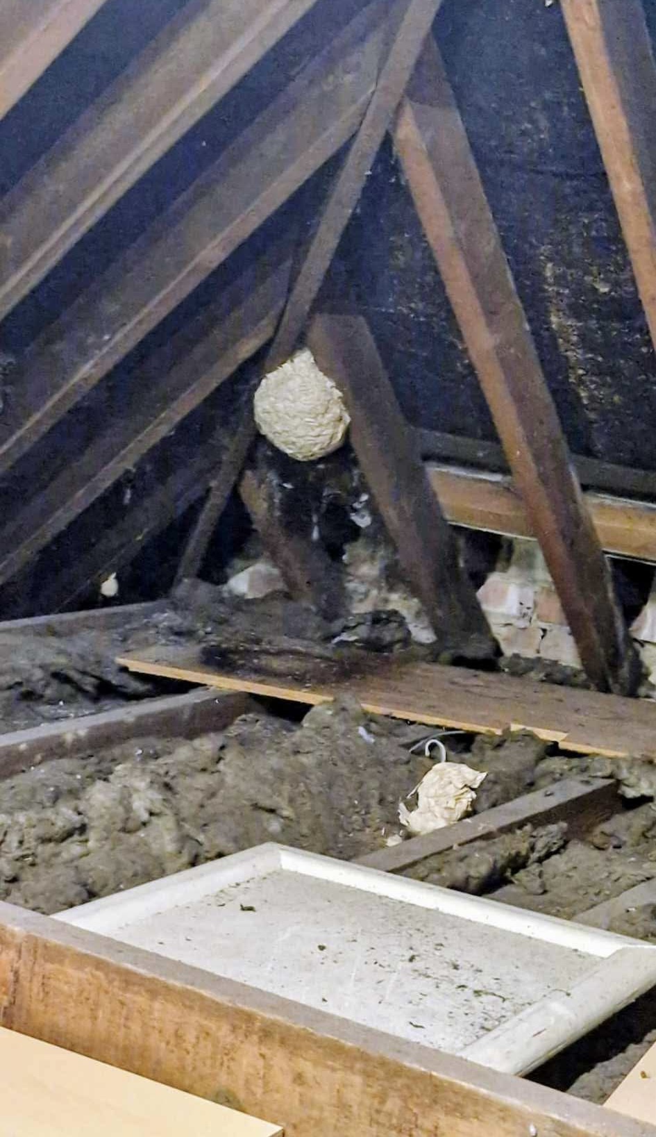 Wasp nest found in a customer's loft